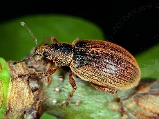 Polydrusus mollis имаго-2